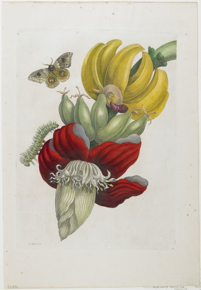 Bloeiwijze van banaan, 1705 (handgekleurde ets en gravure) door Maria Sibylla Merian